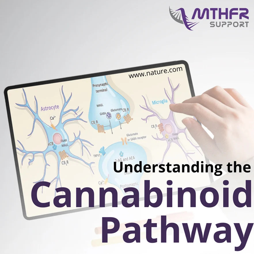 Understanding the Cannabinoid Pathway